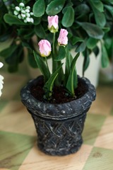 20130427-IMG_0802-Editwmsized