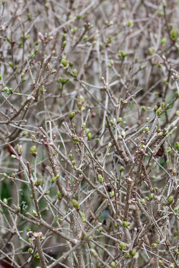 © 2015 Rebecca Berry Photography